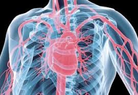 Prévention des maladies cardio-vasculaires et du syndrome métabolique