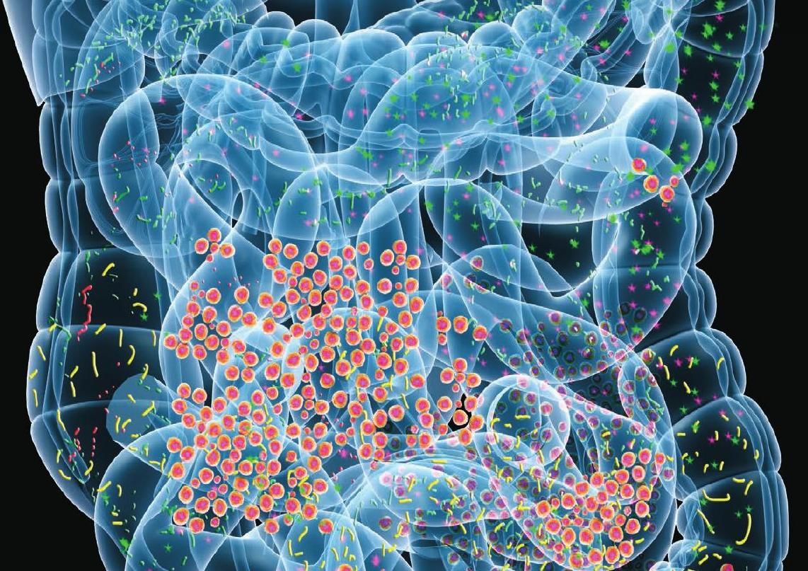 Troubles du fonctionnement digestif et écosystème intestinal
